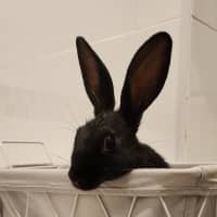 Photo of Cici *On Trial*