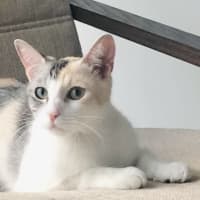 Photo of Apricot   Located In Brunswick East