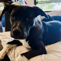 Photo of Dodger