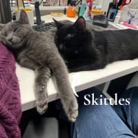 Photo of Skittles