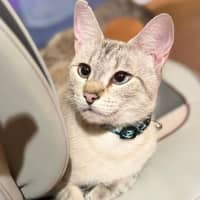 Photo of Sassy