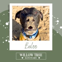 Photo of Baloo