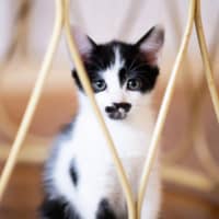 Photo of Smudge