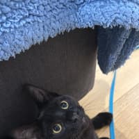 Photo of Domino 