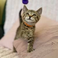 Photo of George   In Foster Care In Croydon