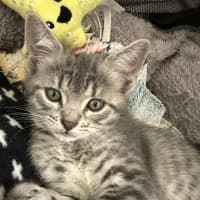 Photo of Milly (K70)