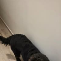 Photo of Shadow Cervantes
