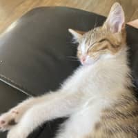 Photo of Belle   Meet Me At Petstock Chelsea