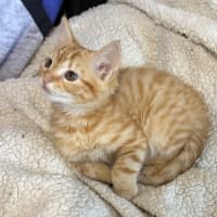 Photo of Caleb 🦁🧡🦁
