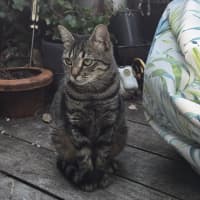Photo of Saffron