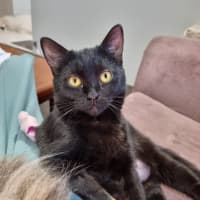 Photo of Bonnie *Fostered In Perth