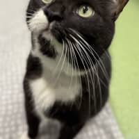 Photo of Otto