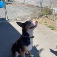 Photo of Ace