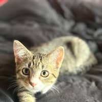 Photo of Hunter 