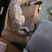 Photo of Milo