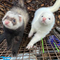 Photo of Sid & Digby