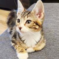 Photo of Dibu