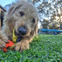 Photo of Charlie
