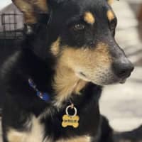 Photo of Buddy