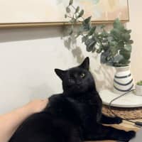 Photo of Kisa