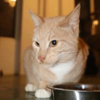 Photo of Fox Now Available At Pet Quarters Broadmeadow