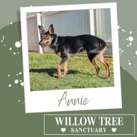Photo of Annie