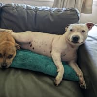 Photo of Lemon   2 Year Old Dachshund X French Bulldog