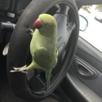 Photo of Bilbo And Fish