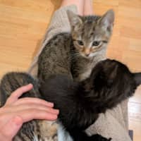 Photo of Niko