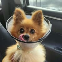 Photo of Cookie 