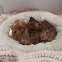 Photo of Jellybean, Camellia, Fleur