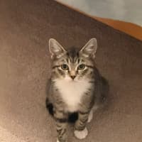 Photo of Mouse