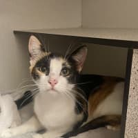 Photo of Fifi