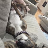 Photo of Ruby, The Greyhound
