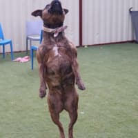 Photo of Rosie