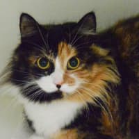 Photo of Missy