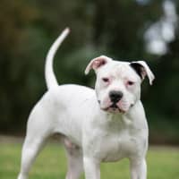 Photo of Diesel