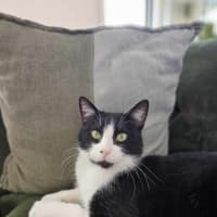 Photo of Ziggy