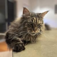 Photo of 💛 Zeppelin 💛