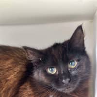 Photo of 🌱 Petunia 5628 🌱