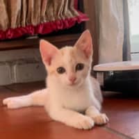 Photo of Dougal   Reduced Adoption Fee