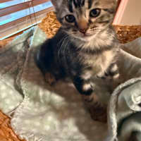 Photo of Zorro