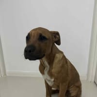 Photo of Maverick   4 Month Old Mastiff X