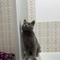 Photo of Sassy Mctrashpaws