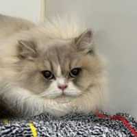 Photo of Little White