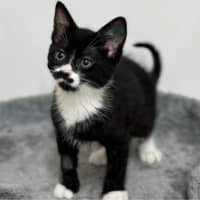 Photo of Rascal
