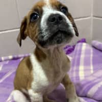 Photo of Snickers
