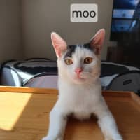 Photo of Moo