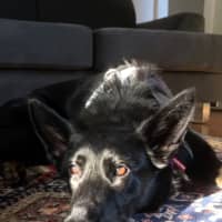 Photo of Sacha   1.5 Year Old German Shepherd (On Trial)