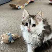 Photo of Twinnie Meet Me@Petstock Keysborough Storw